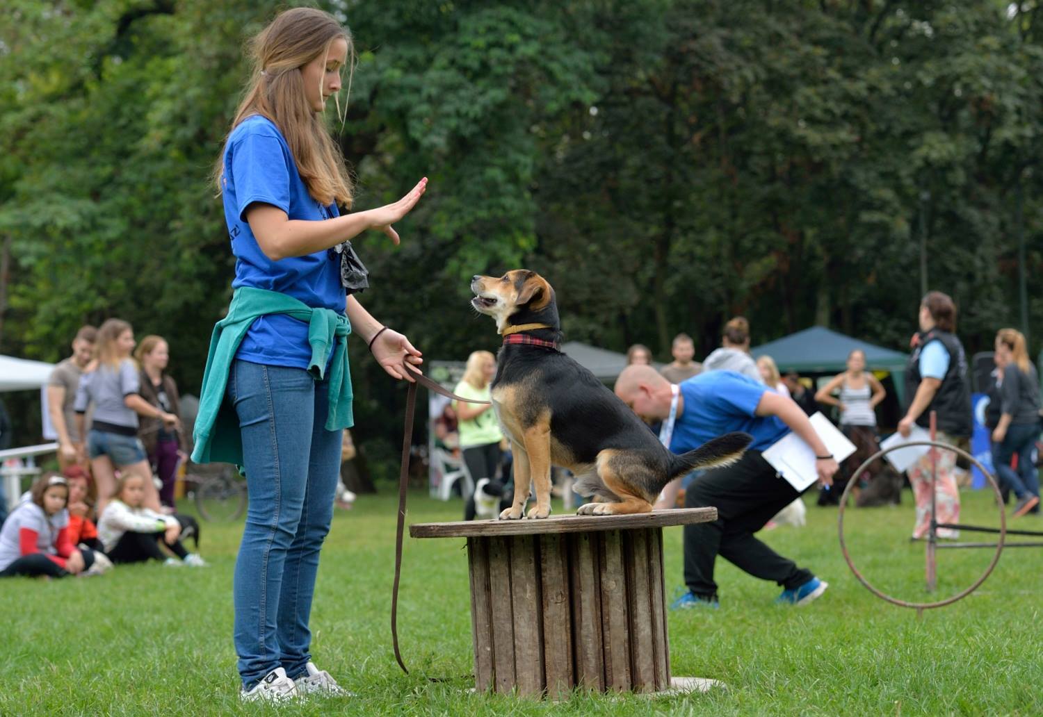 Ügyesen trükköző kutyákat is láthatunk