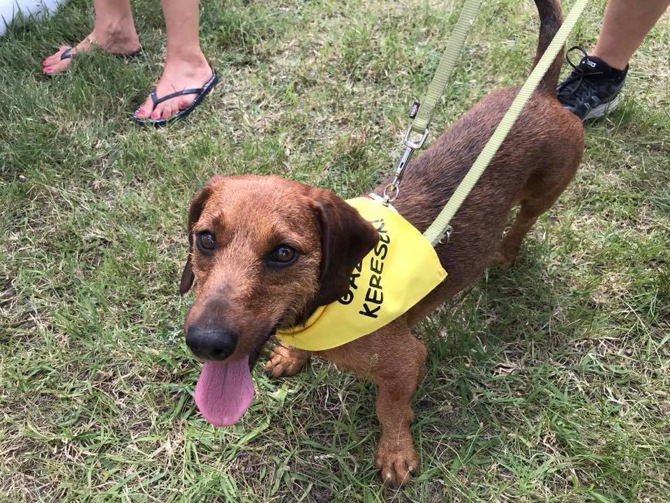 Gazdikereső kutyák is voltak a Dogmopolitanon - néhányuk talált is gazdát