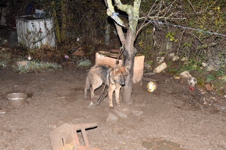 Másfél méteres láncon tengődött a németjuhász