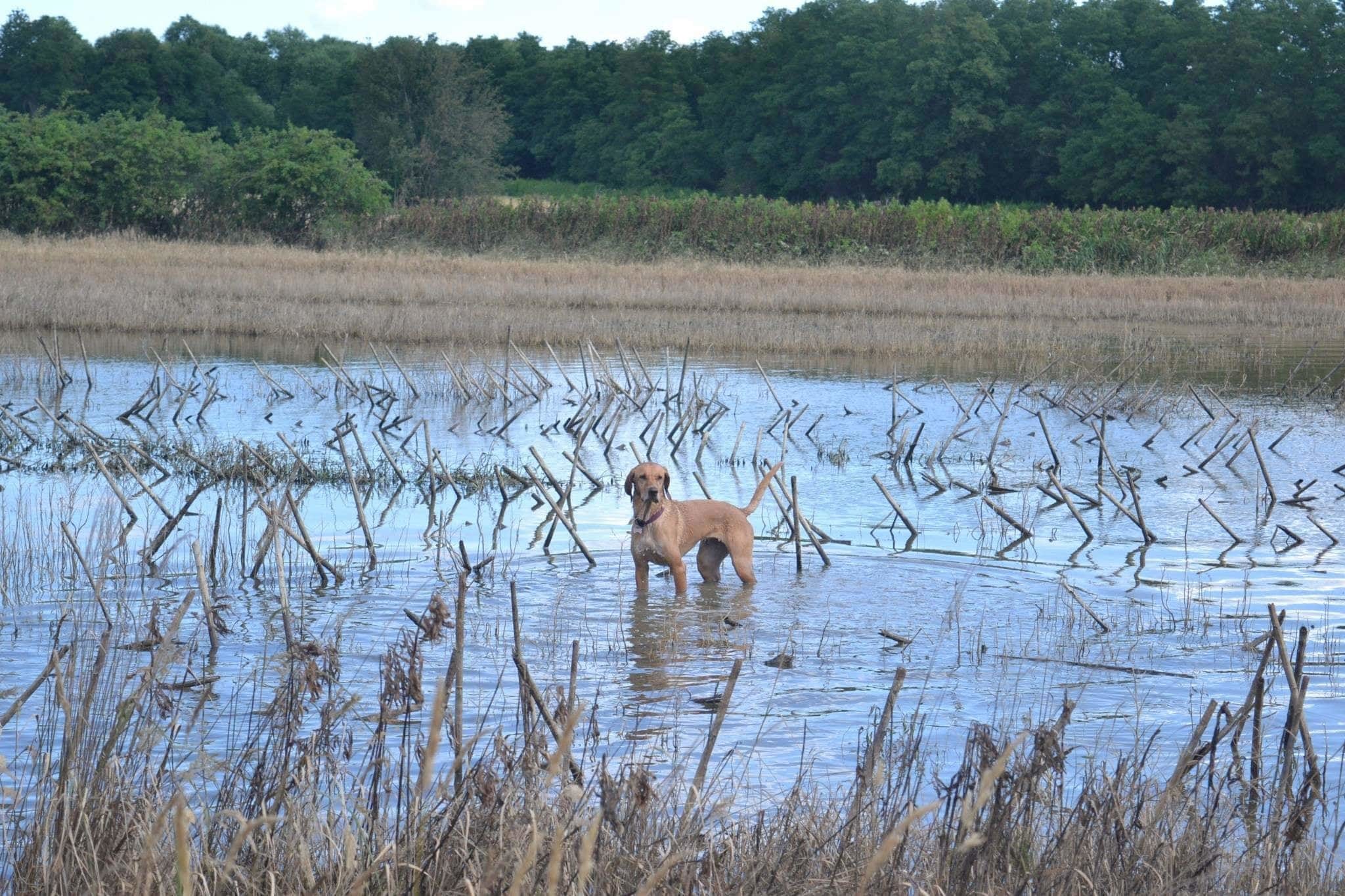 Mindhárom kutya nagy vízimádó, így a Balaton jó választás a nyaralásra