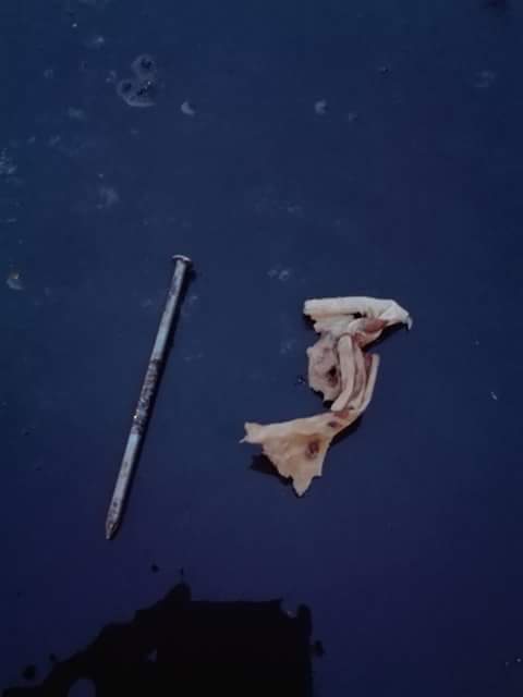 Szög és szalonna - a kutyáknak szánt gyilkos kombináció