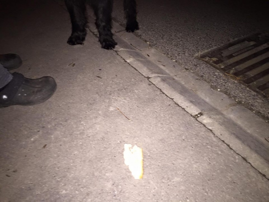 Fagyállóba mártott kenyérrel mérgezik a kutyákat