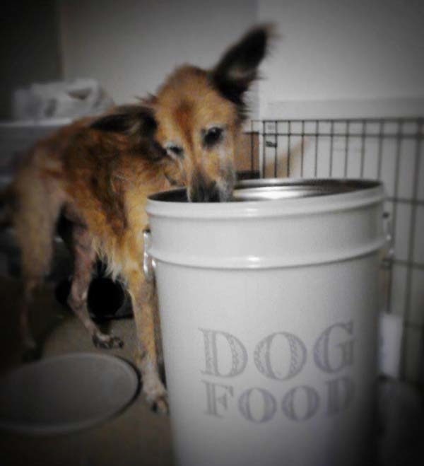 Rengeteg finom kutya-falat várt Bearre új otthonában