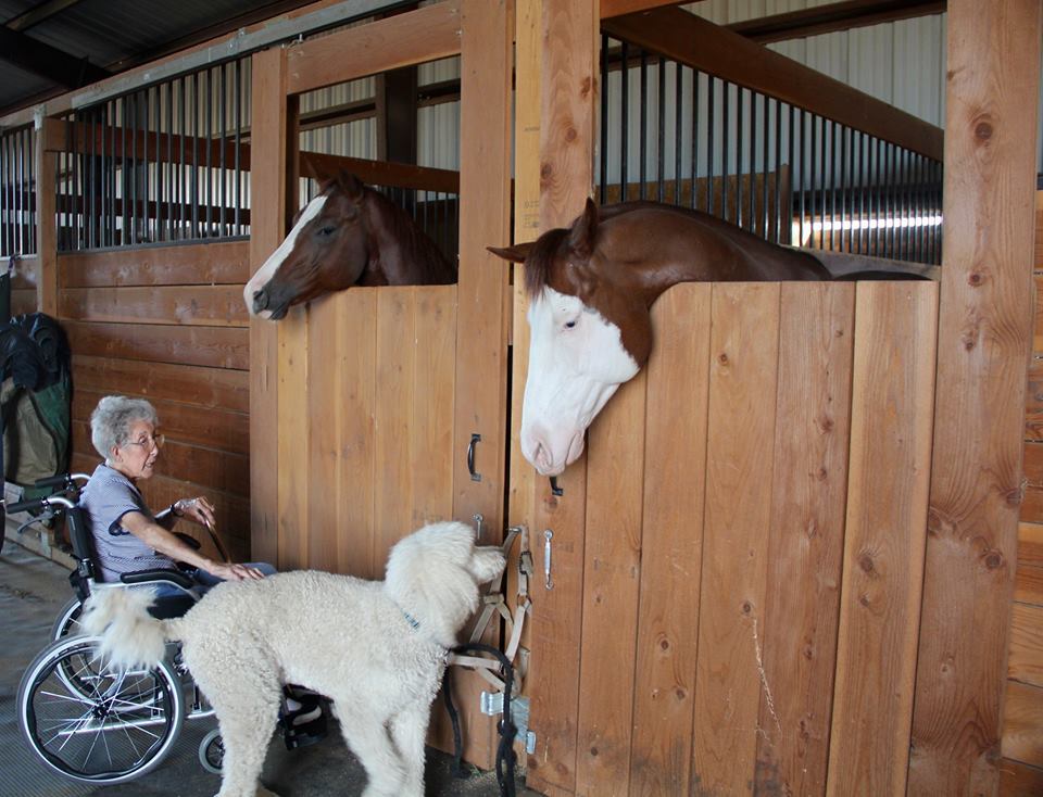 Miss Norma és Ringo, az óriásuszkár egy arizonai lovasfarmon