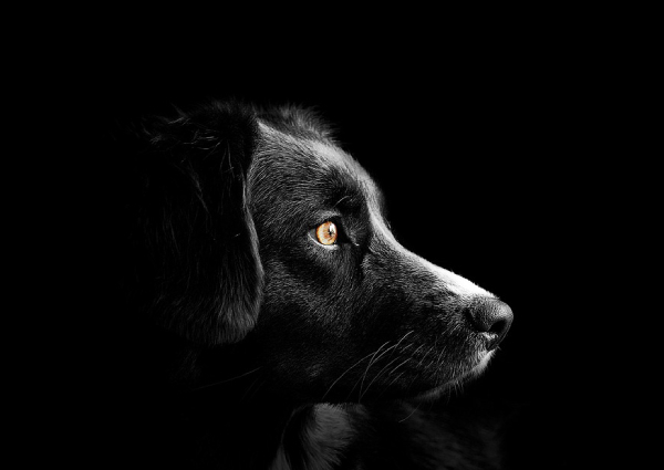 Ezernél is több kutya kerülhetett bajba szilveszterkor