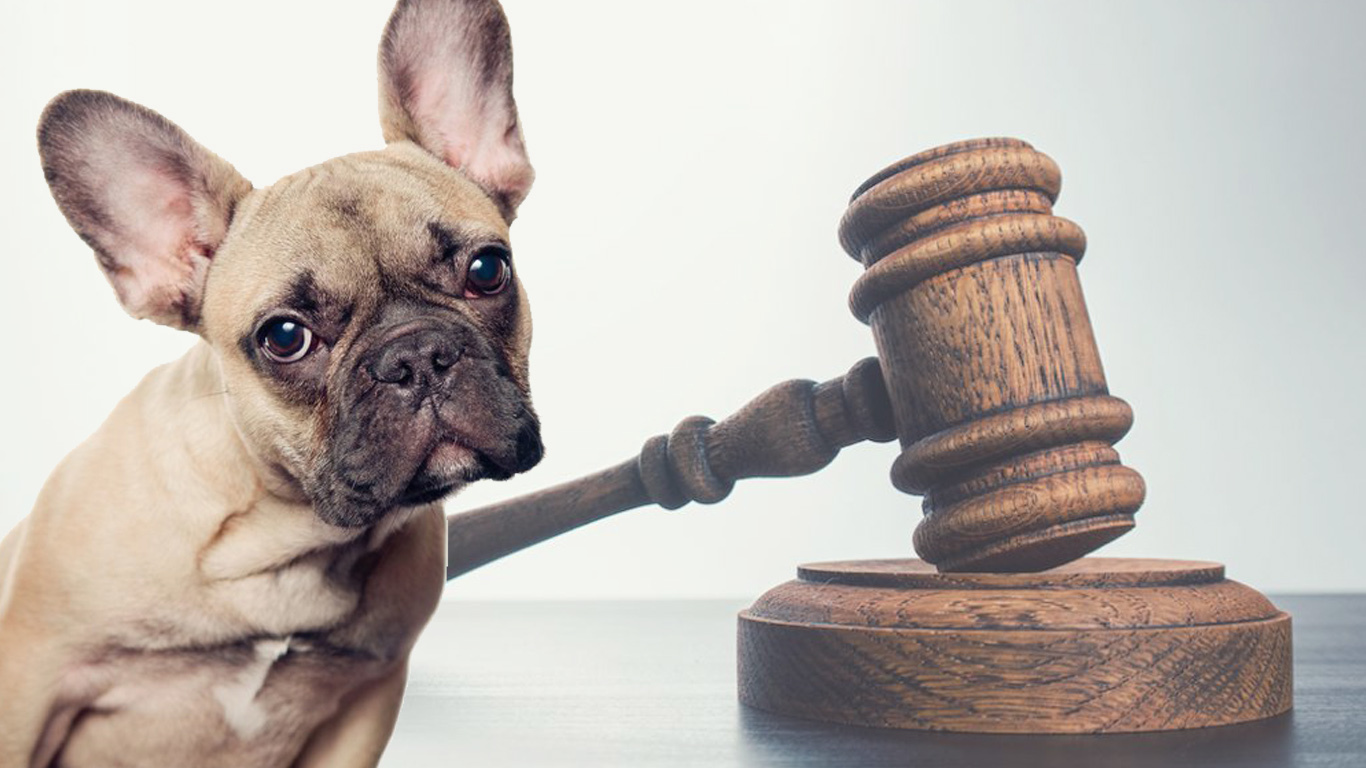 Felfüggesztettet kap a francia bulldogot meggyilkoló férfi