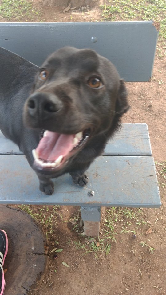 A kis örökbefogadott Lana