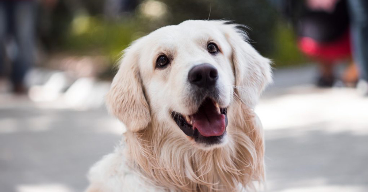 Sok kutya szenved allergiától, ám az erős immunrendszer segíthet leküzdeni