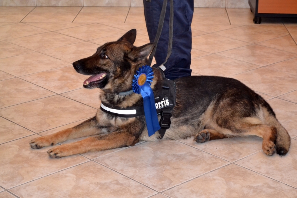 „Szolgálatban négy lábon” díjjal tüntették ki Norrist