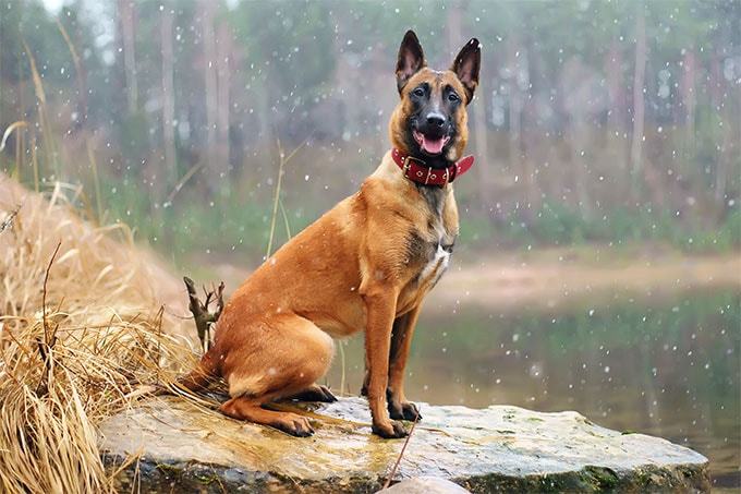 Belga juhászkutya (Malinois)