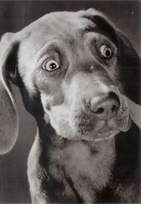 Bántják a szelek vagy csak meglepődött ez a kölyök vizsla?