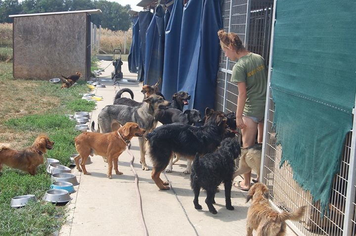 Fanni minden egyes nap kimegy, hogy a kutyák körüli munkákban segítsen 
