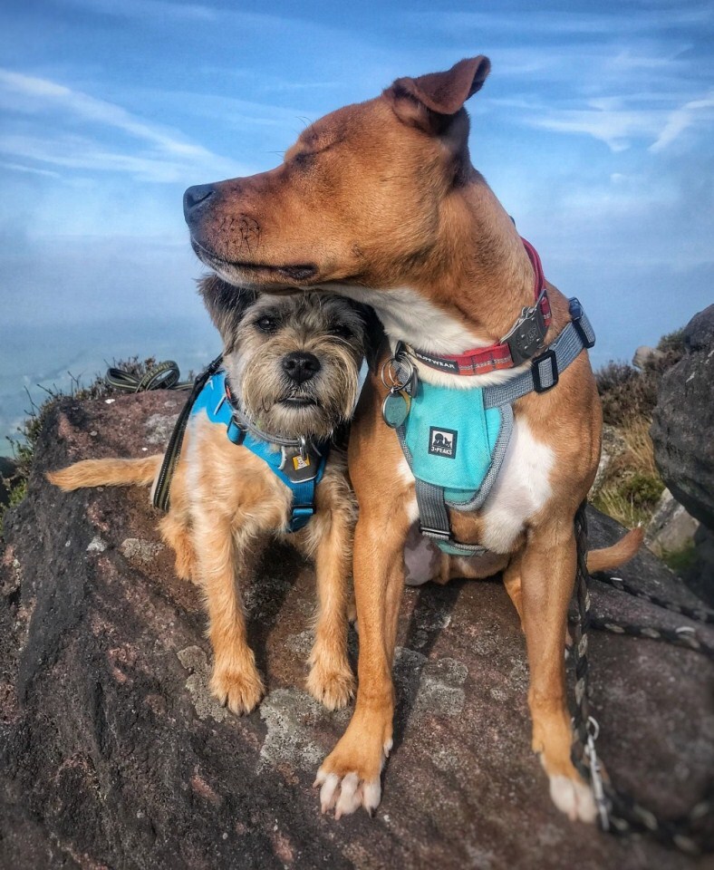 Szoros barátság fűzi össze a vak kutyát és kis társát
