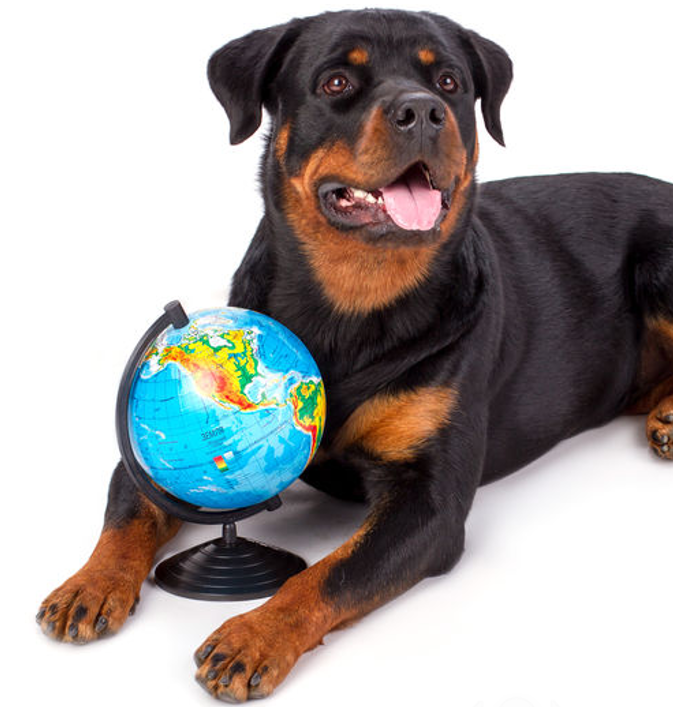 Befolyásolja a kutyák iránti szeretetünket az, hogy a világ mely pontján élünk