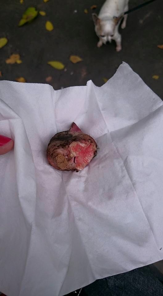 Gyanús húsdarabok Szombathelyen - feltehetően a kutyáknak szánt méreggel átitatva