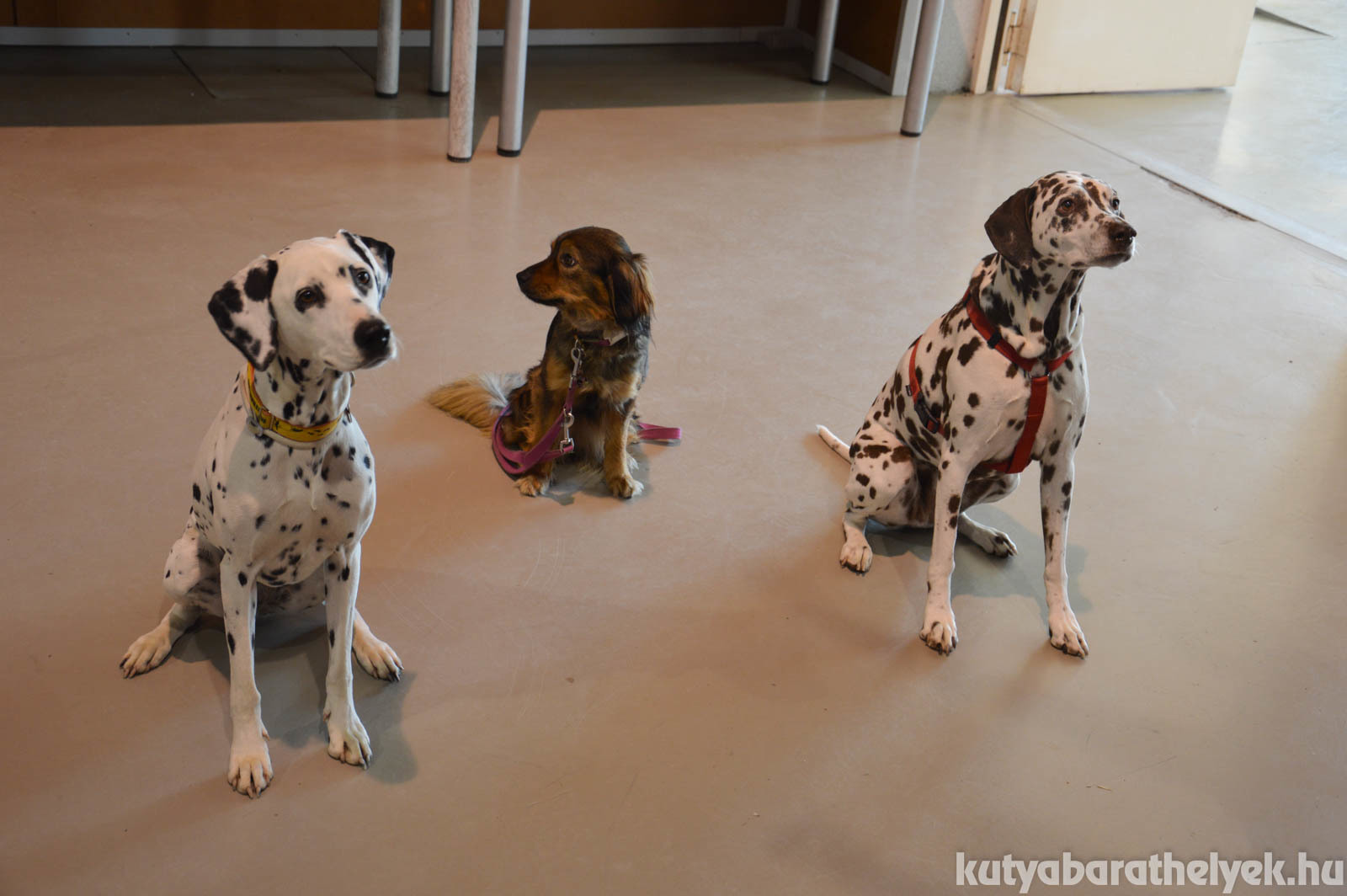 Sok kutyát hoztak el az eseményre