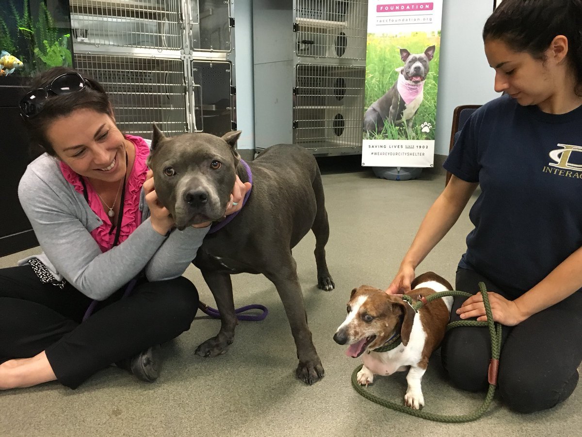 OJ és Dozer mindenki kedvence volt a virginiai menhelyen