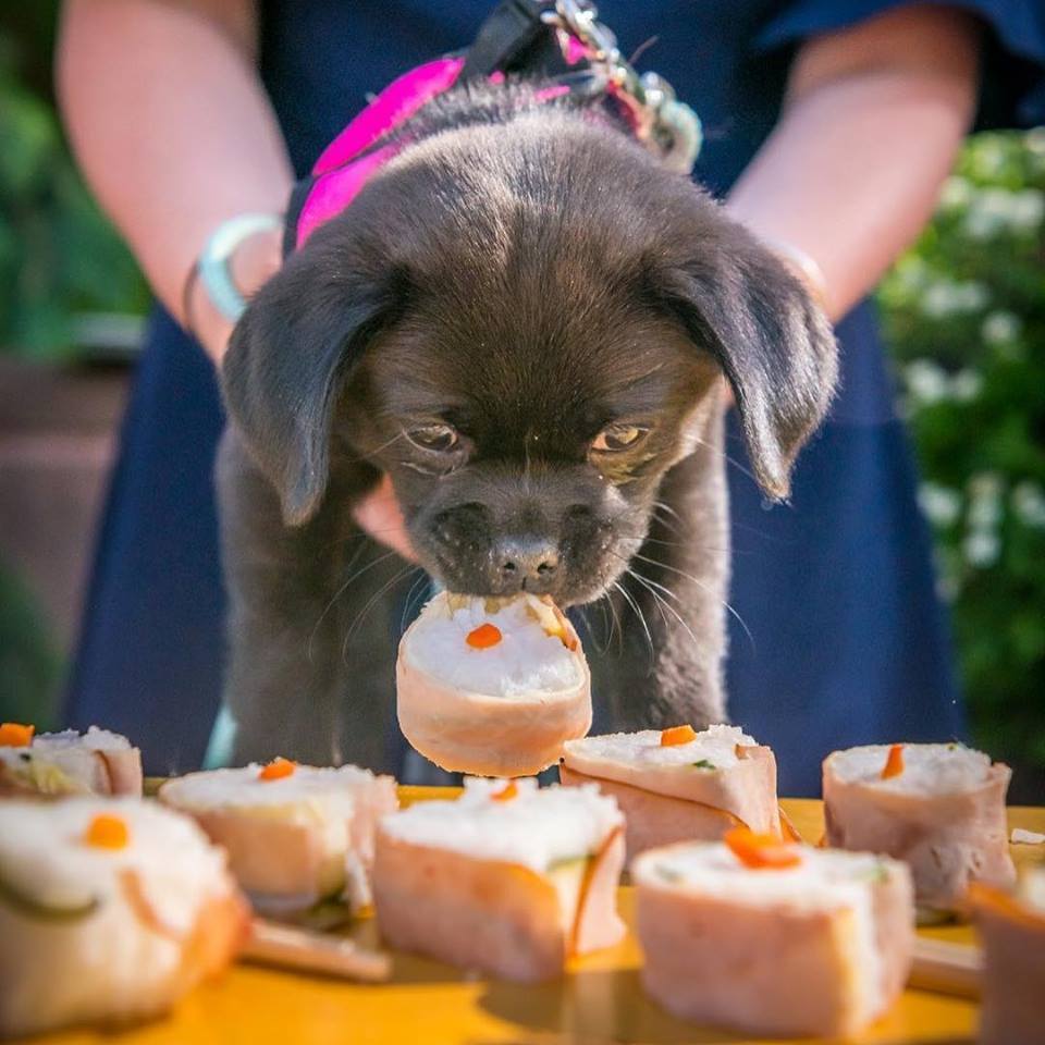 Kutyamenüt is felszolgál a kutyabarát hotel