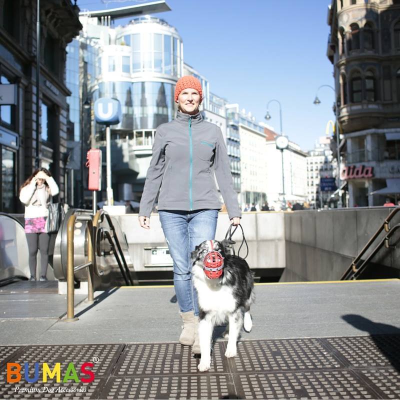 A kutyás tömegközlekedés elengedhetetlen kelléke a szájkosár