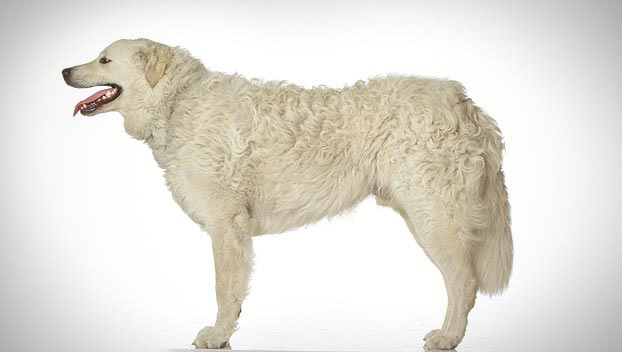 kuvasz