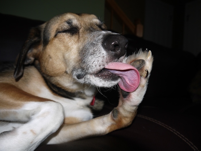A kutya talppárnái között is elrejtőzhetnek a kullancsok