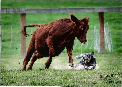 Gyakran még a régóta velük élő terelőkutyákat is megelégelik
