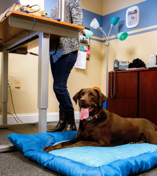 Kutyaágyon igazi a pihenés - miközben a Gazdi dolgozik