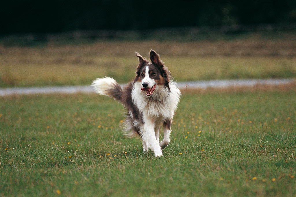 A kutyának sok mozgás kell! A kutyának sok mozgás kell!