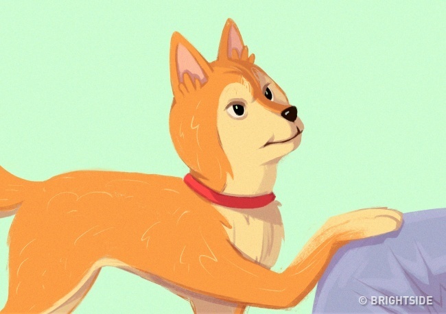 A kutya a gazdi térdére helyezi a mancsát