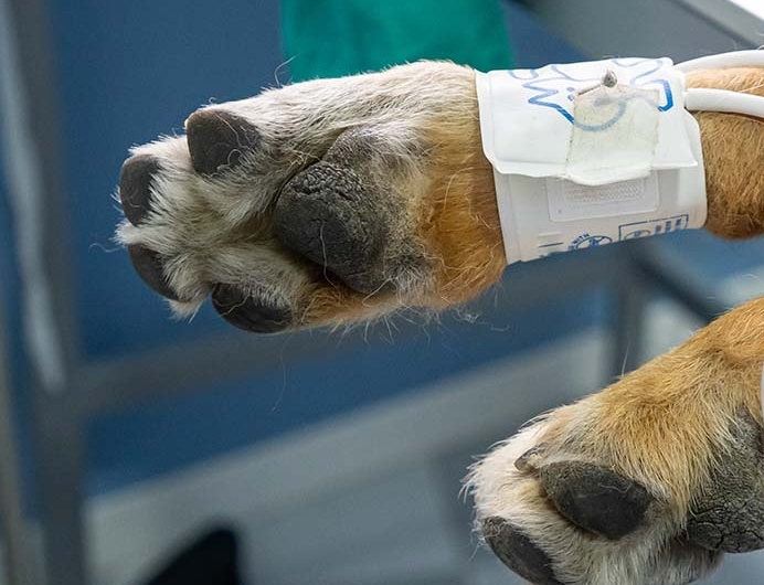 Vérnyomásmérés kutyáknál a mellső lábra felhelyezett vérnyomásmérővel