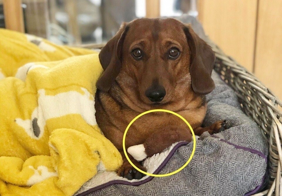 Mindenhova magával viszi kedvenc játékát a tacskó