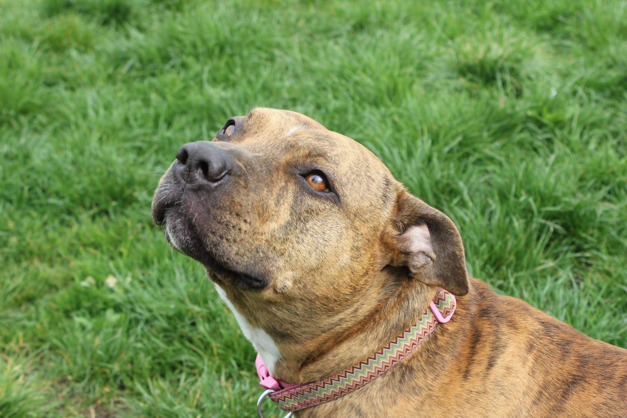 Freya, Nagy-Britannia legmagányosabb kutyája