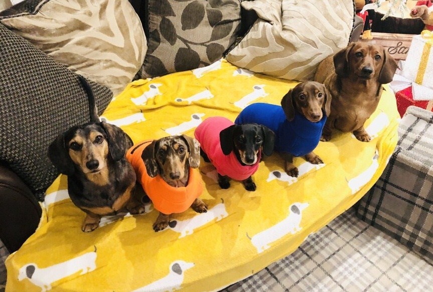 Pickle, a tacskó négy pajtásával osztja meg otthonát