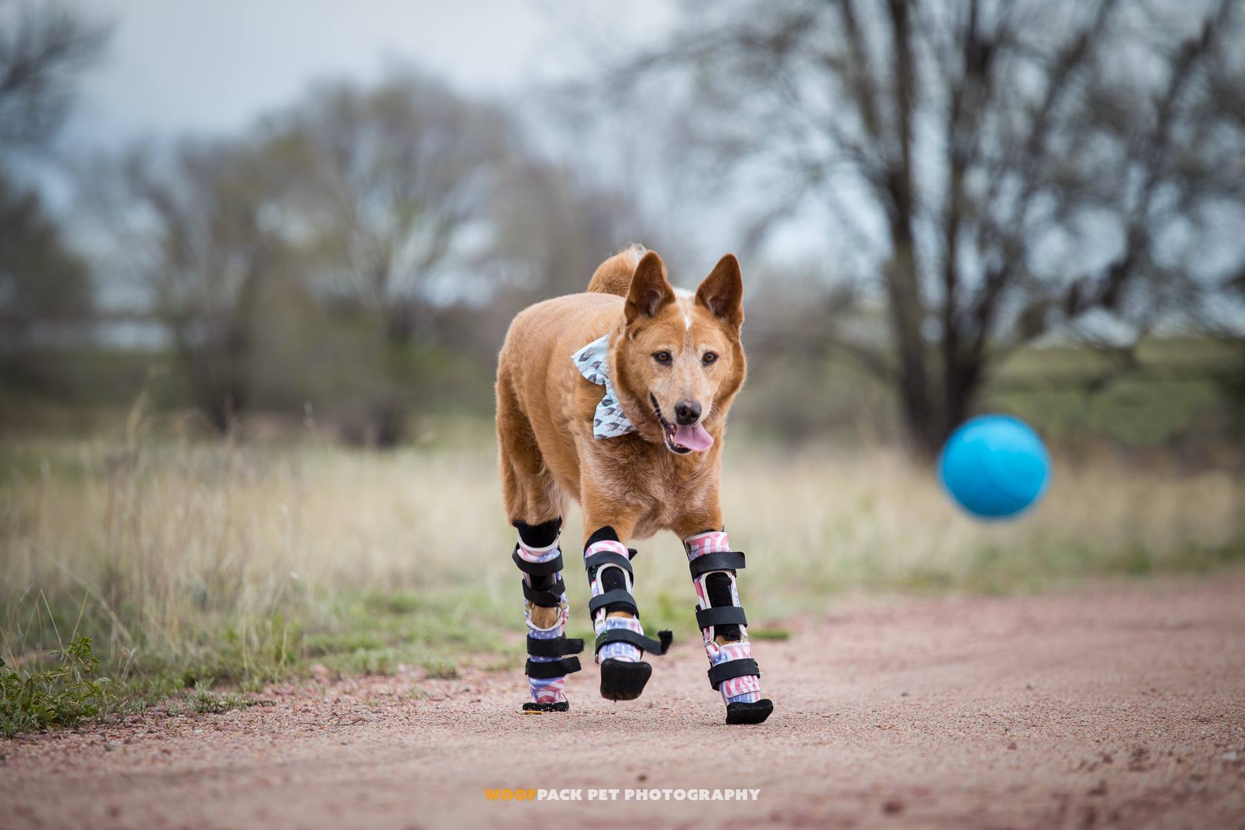 Az első kutya, aki mind a négy lábán protézist visel