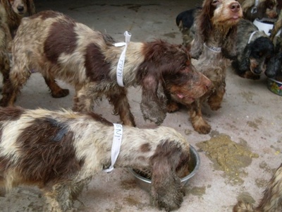 Egy cocker spániel szaporító 