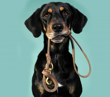 A kutya érdeke a jól megválasztott póráz 