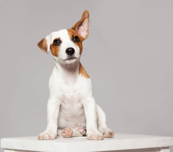 A kutyák felismerik nevüket - fontos, hogy már kölyökkorban megtanítsuk nekik