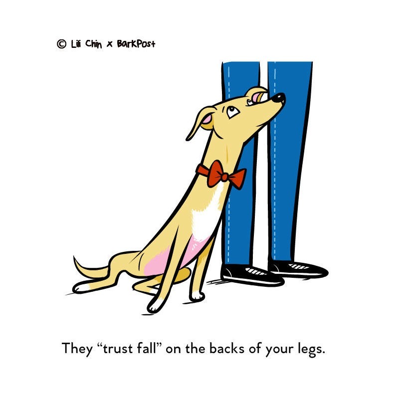 Teljes súlyával Neked dől a kutyád