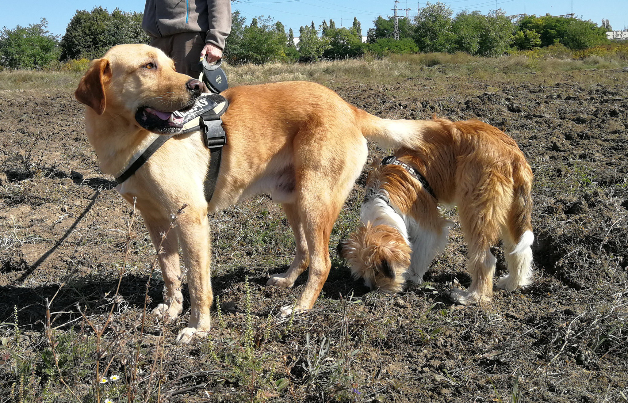 Ahogyan a kiskutya fordul védelemért nagyobb társához, ugyanúgy fontos a nagy kutyáknak is, hogy emberi társuk védje őket: saját túlkapásaiktól, akár a hullámzó emberi hangulatoktól is.