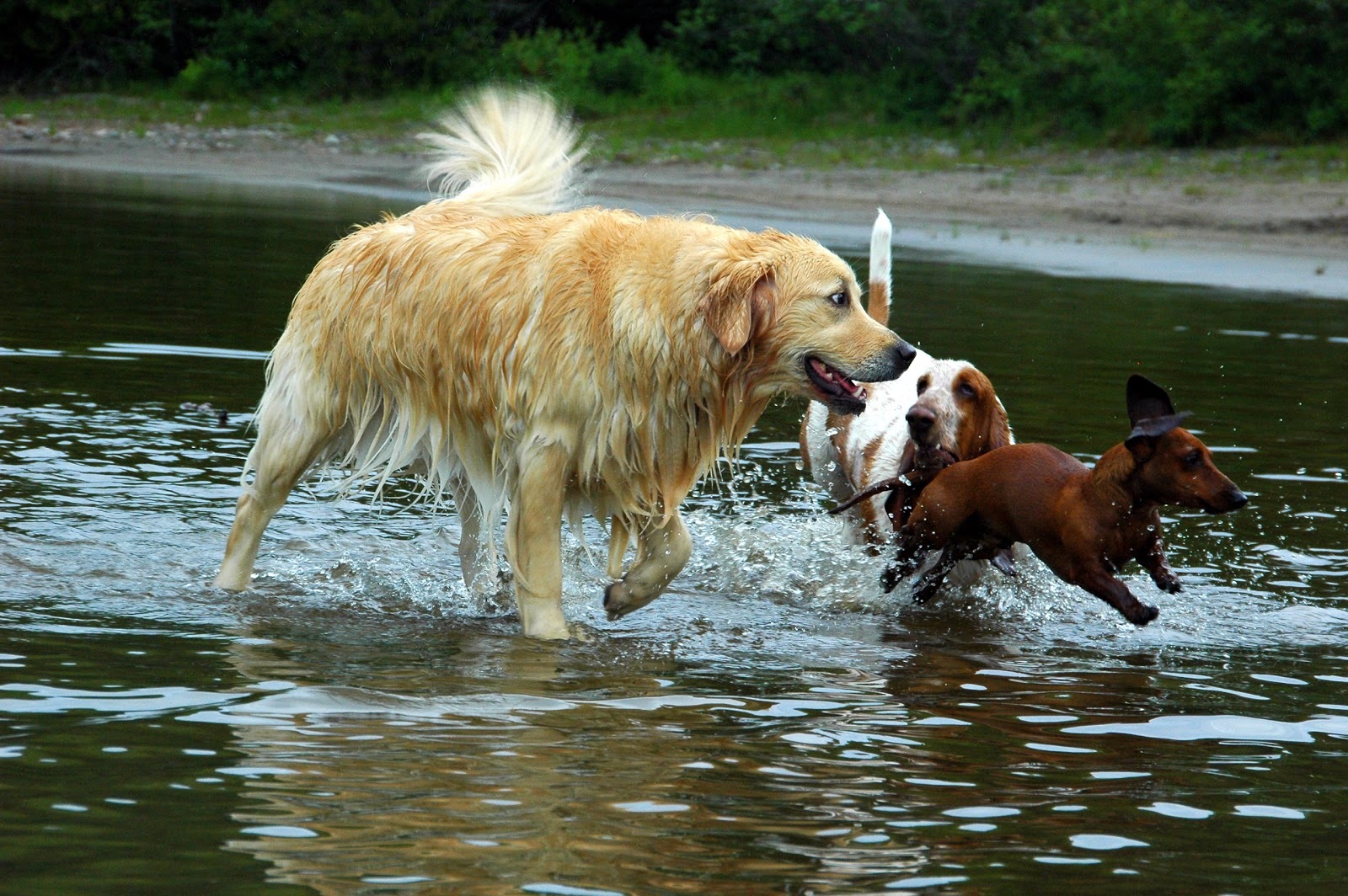 A tó nem lesz mély - így a kistestű kutyák is biztonságban érezhetik magukat