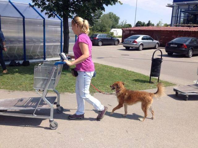 A nagy bevásárlókocsik mellett is fegyelmezettek maradtak a kutyák