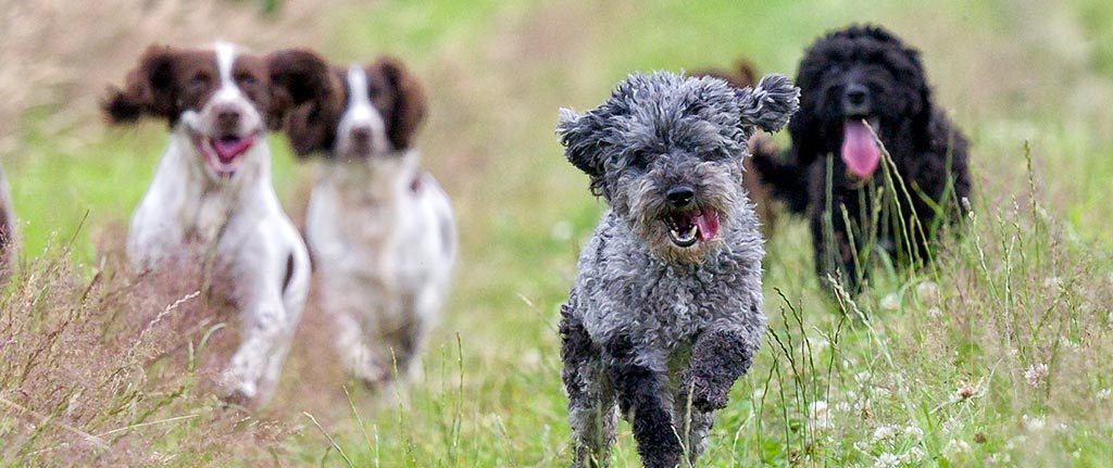 Biztosítsunk nekik hosszú, játékokkal, élményekkel teli sétát