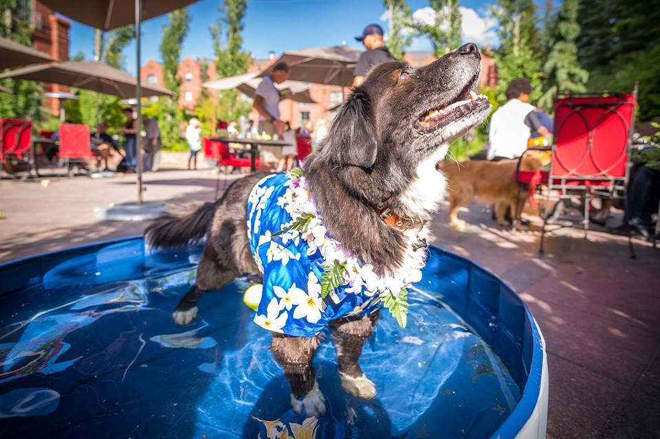 Nyáron hűs vizű kutyamedencét is biztosítanak a kutyáknak