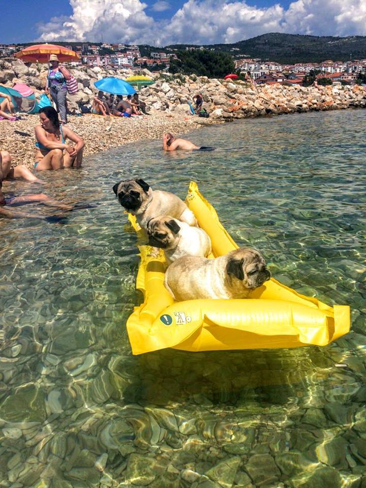 A tengerparti strand is kutyabarát!