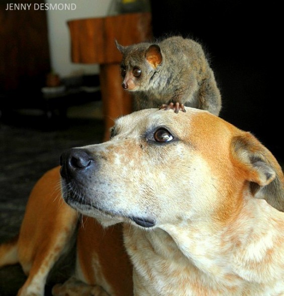 Princess anyai szeretettel vigyáz minden elárvult állatkölyökre
