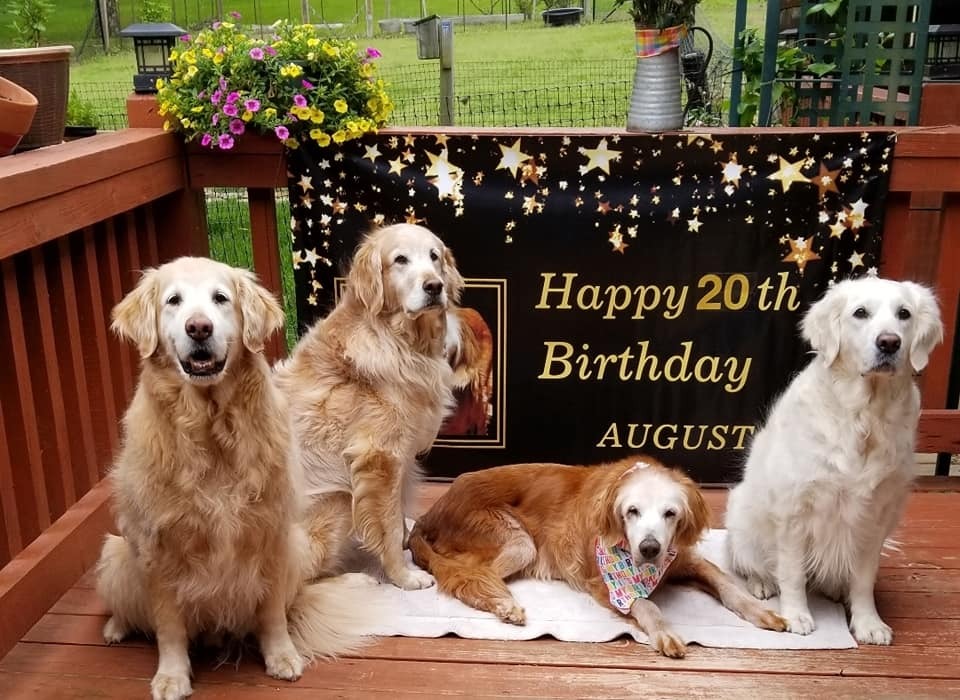 Barátai körében ünnepelte 20. születésnapját a golden retriever