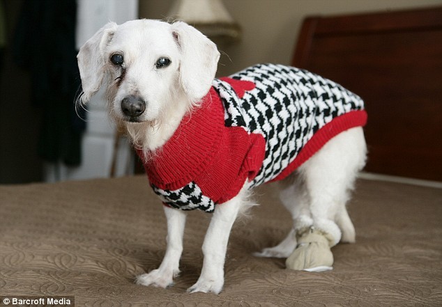 Chanel, a 21 éves tacskó