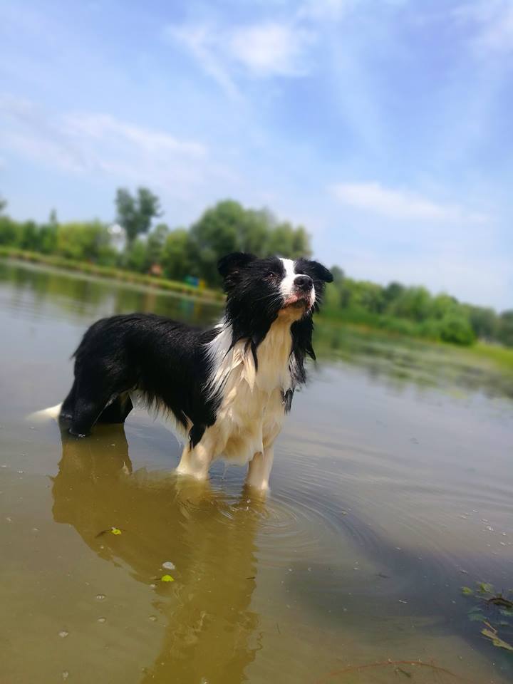 Mancsos Pancsoló Tiszafüred