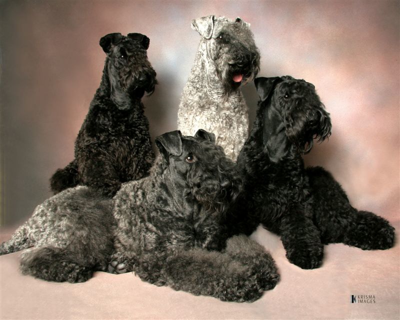 Hipoallergén kutyafajta - Kerry Blue terrier
