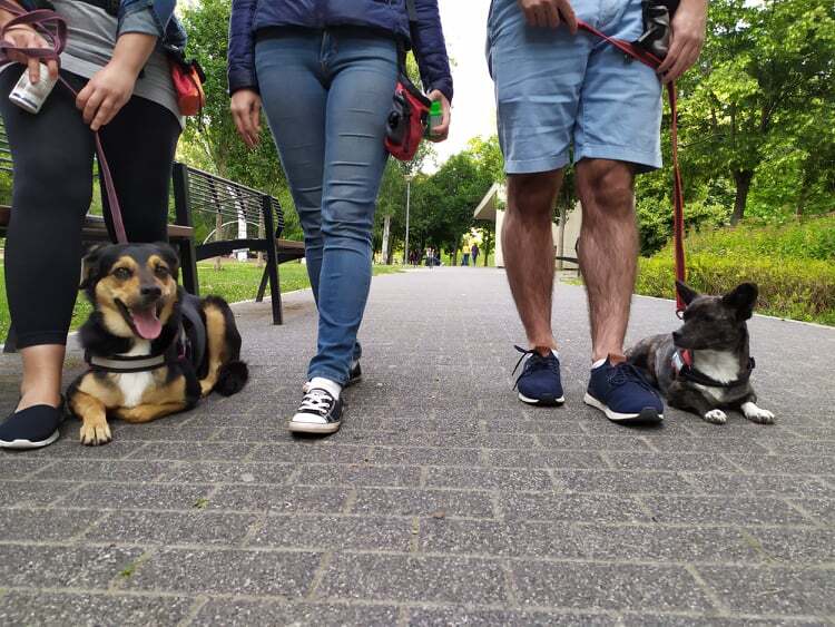 A más, nyugodt kutyákkal való közös tréning során a rutinosabb fajtársaktól ellesheti a kutya a feladatokat